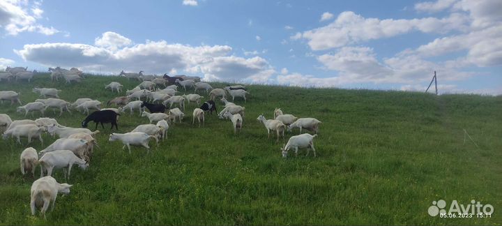 Зааненские козы дойные