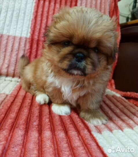 Щенки пекинеса