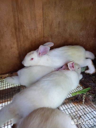 Кролики белый великан на племя,мясом