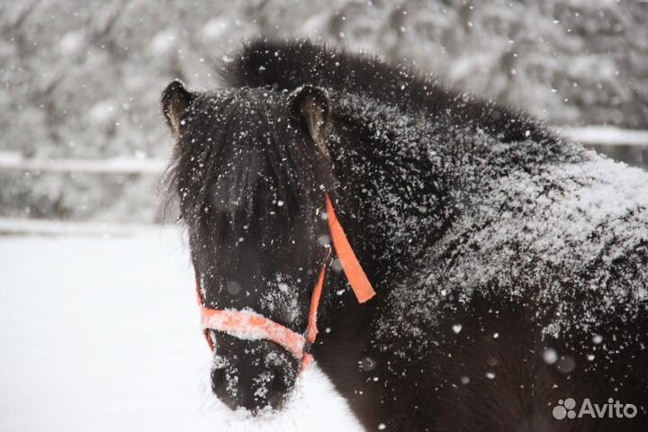 Конные прогулки для детей
