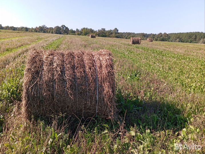 Сено люцерны в рулонах, после уборки семян