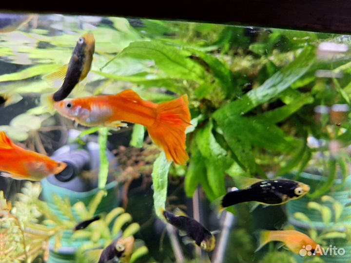 Набор рыбок