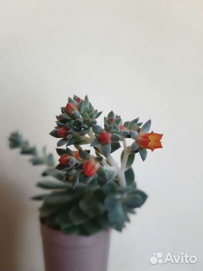 Суккулент Крассула Эхеверия Кактус