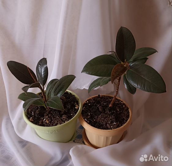 Фикус каучуконосный