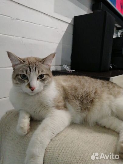 Потерялся котик