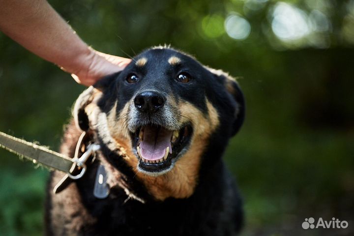 Собака Дантес