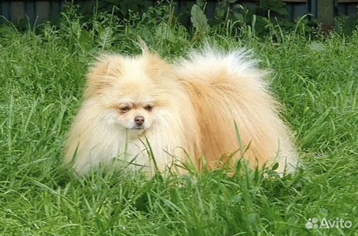 Померанский шпиц