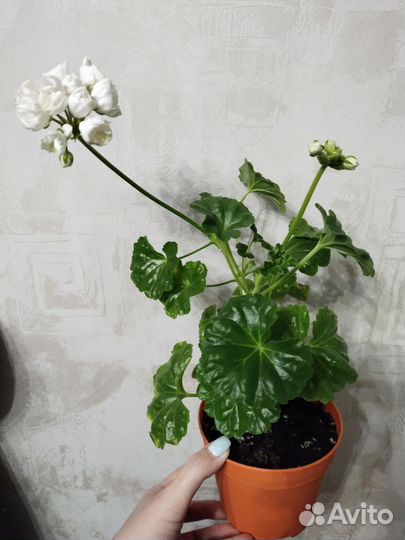 Пеларгония Marbacka Tulpan