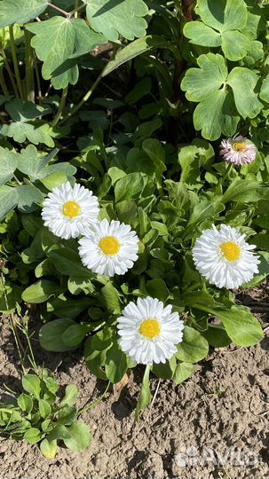 Маргаритки, Настурция, Календула