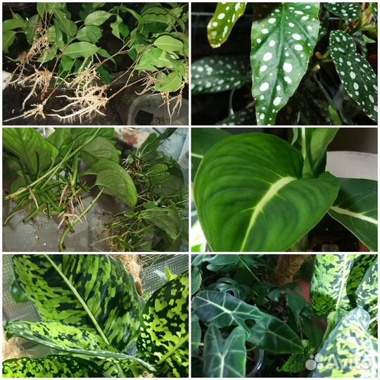 Домашние растения