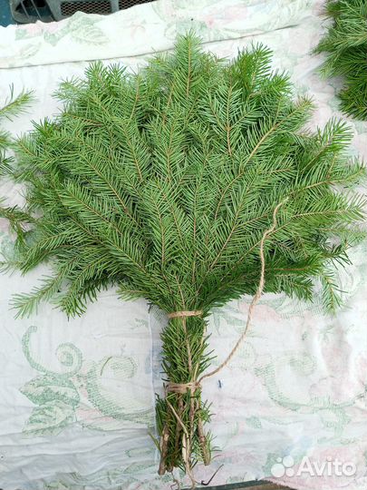 Пихтовые веники