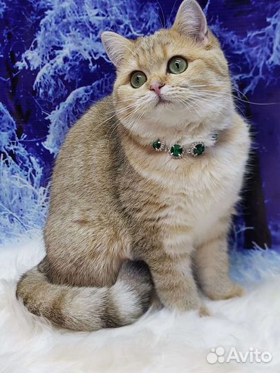 Британская кошечка драгоценного окраса