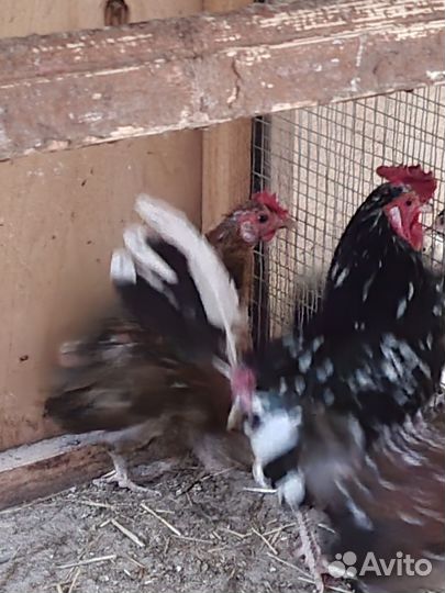 Продаются фазаны, куры