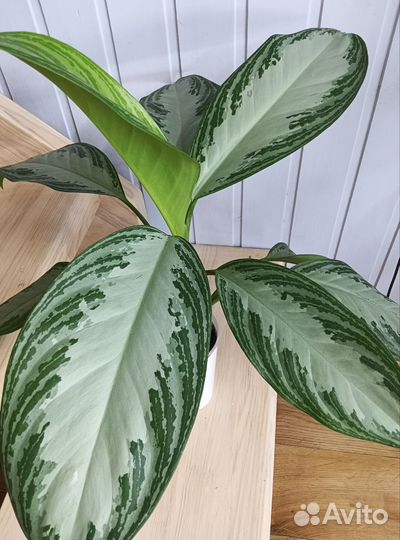 Аглоанема Сильвер бей