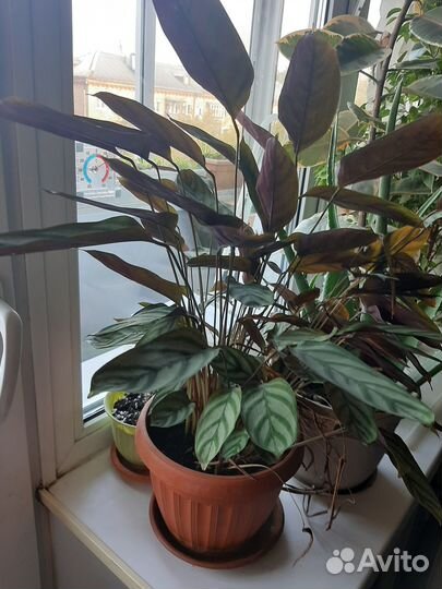 Нолина, замеокулькас, фикусы, маранта, фаленопсис