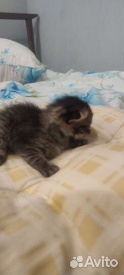 Котята Саванна ф4