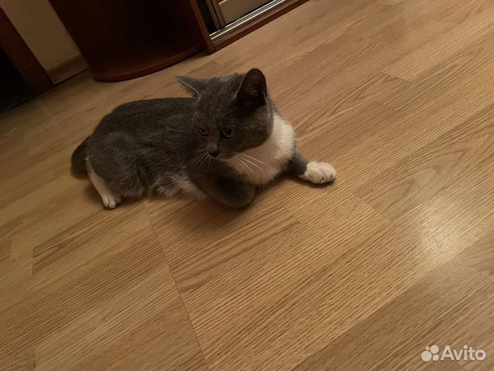 Кошка 1.5 года
