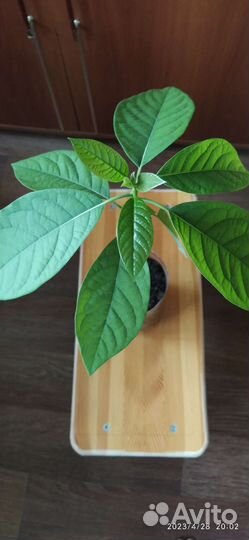 Авокадо деревце