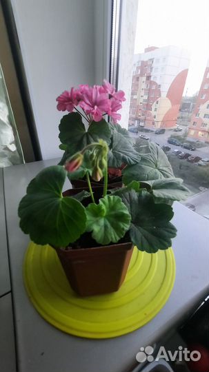 Герань 100-150, традесканция, березка, алоэ