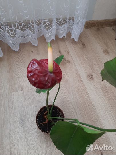 Комнатные растения