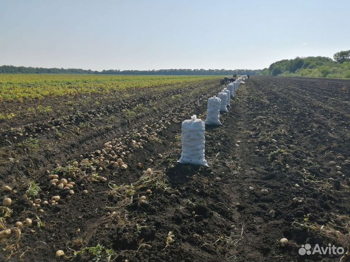 Картофель оптом