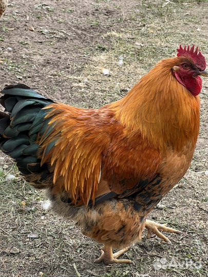 Кучинские юбилейные