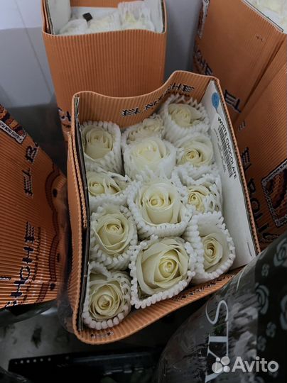 Розы оптом