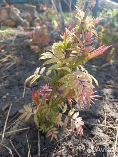 Рябинник рябинолистный