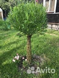 Плетеные деревья из ивы