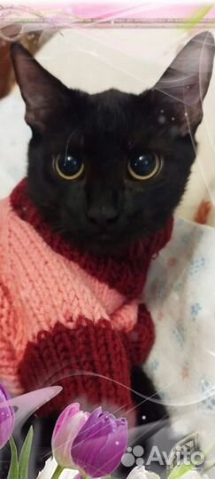 Кошечка в добрые руки