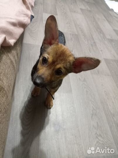 Отдам щенка в добрые руки