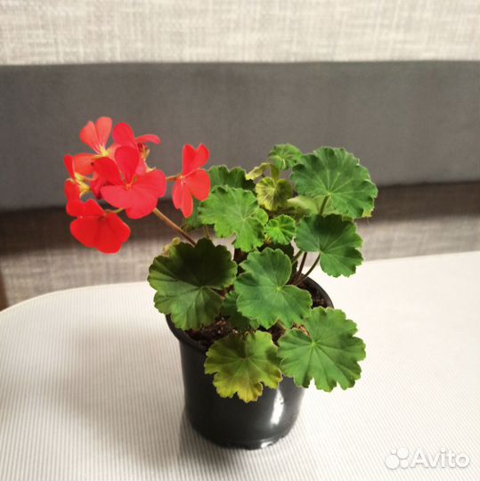 Домашние растения цветы комнатные разные