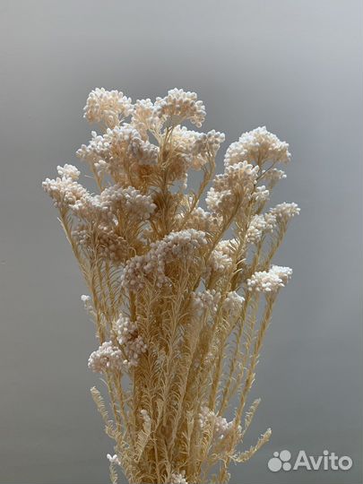 Озотамнус стабилизированный (Рисовый цветок)