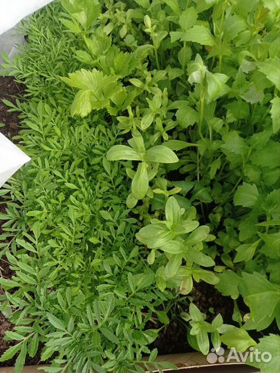 Рассада однолетников