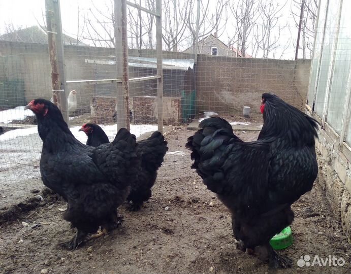 Цыплята Брамы