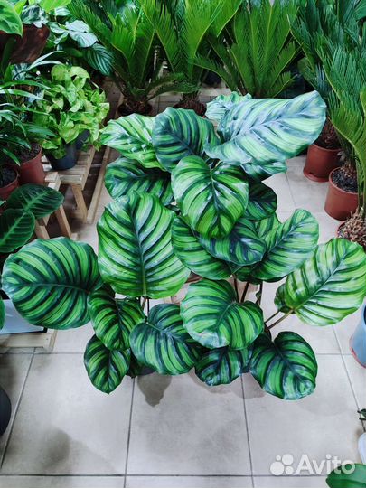 Калатея Fasciata