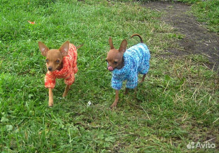 Костюмы на очень маленькую собачку