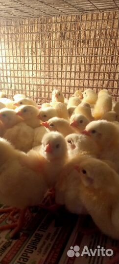 Цыплята бройлеры,гусята, индюшата,утята