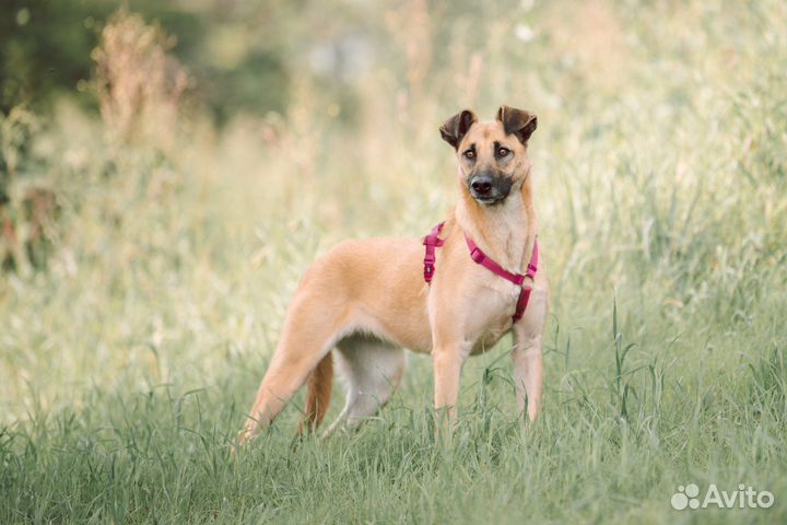 Добрая собака мечтает о доме в приюте