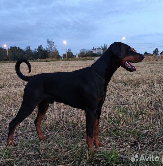 Доберман вязка