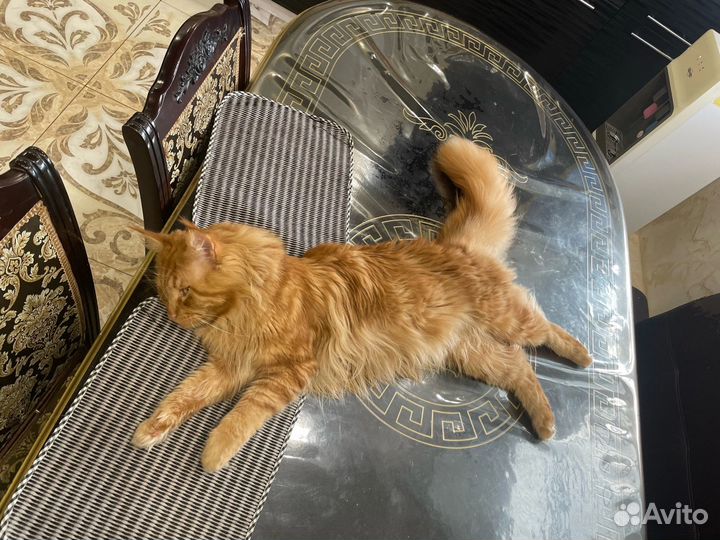 Кот мейн-кун вязка