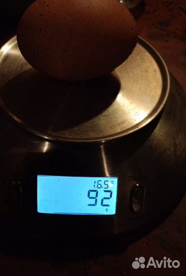 Семья кур породы билефельдер