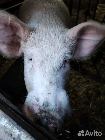 Хряк на племя