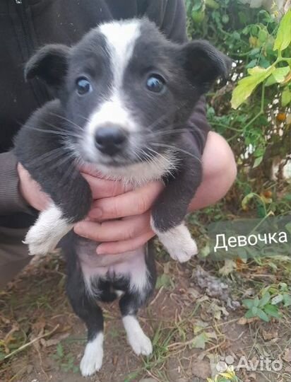 Красивые щеночки в добрые руки