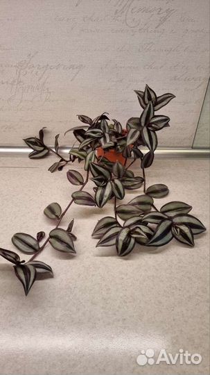 Традесканция зебрина