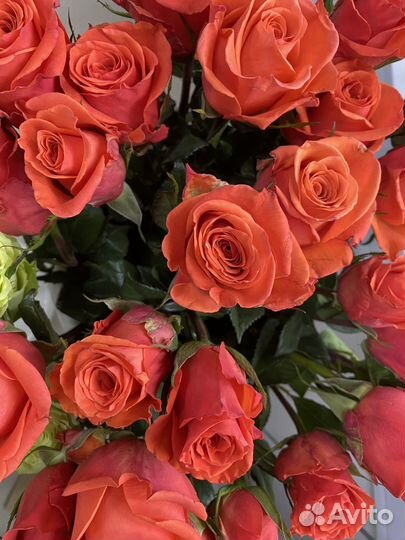 Розы эквадор микс