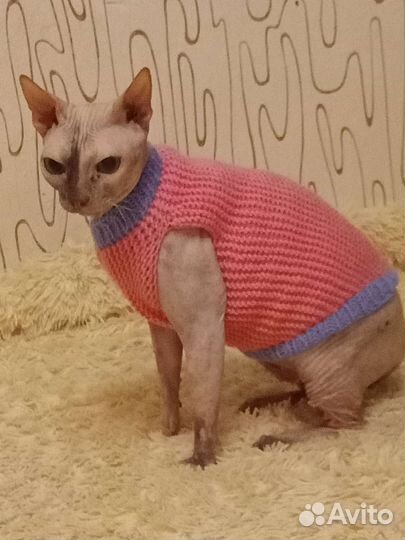 Одежда для животных