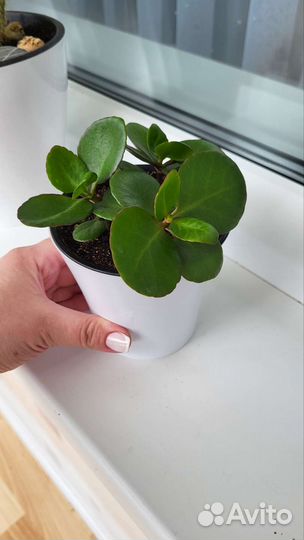 Каланхоэ детки