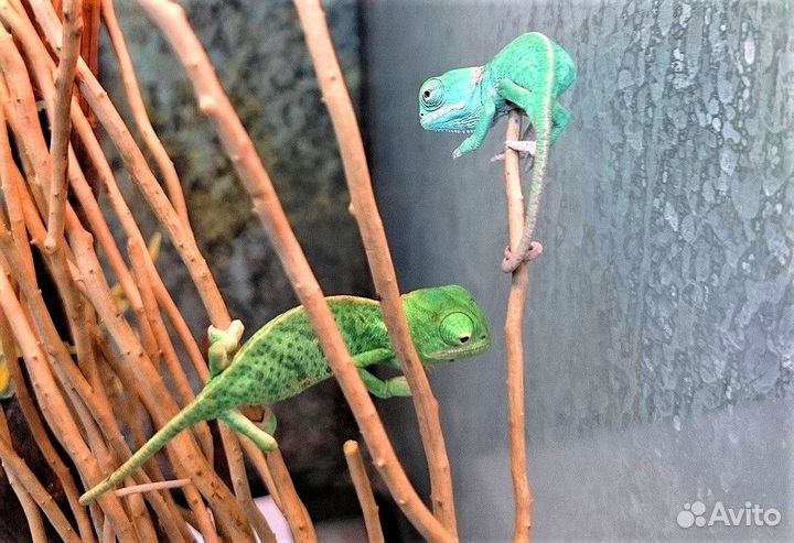 Хамелеоны Йеменские самцы и самки