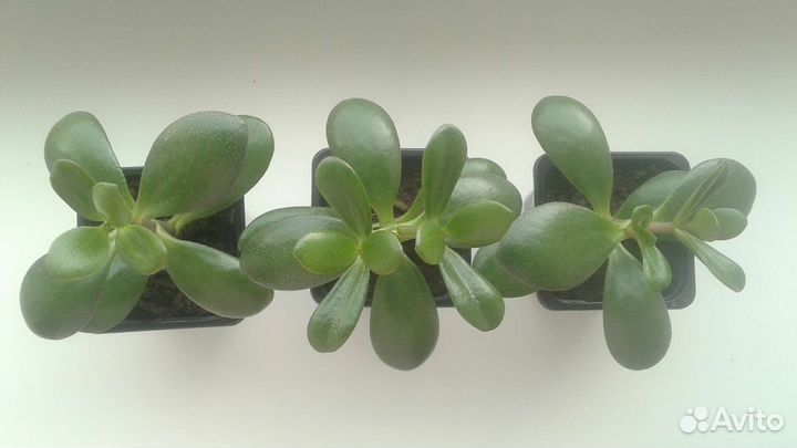 Денежное дерево (толстянка, крассула овата)
